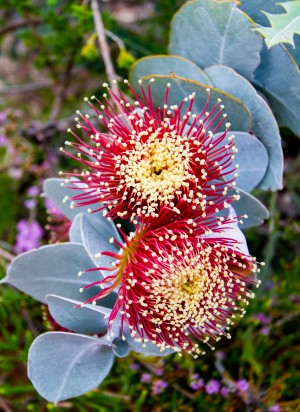Spiny Flowers